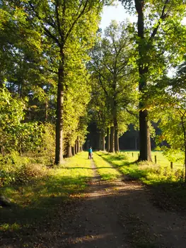 Vagevuurbos an Lippensgoed-Bulskampveld (Belgium)